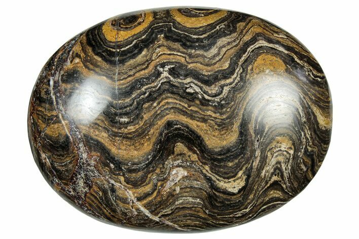 Polished Stromatolite (Greysonia) Pebble - Bolivia #302530